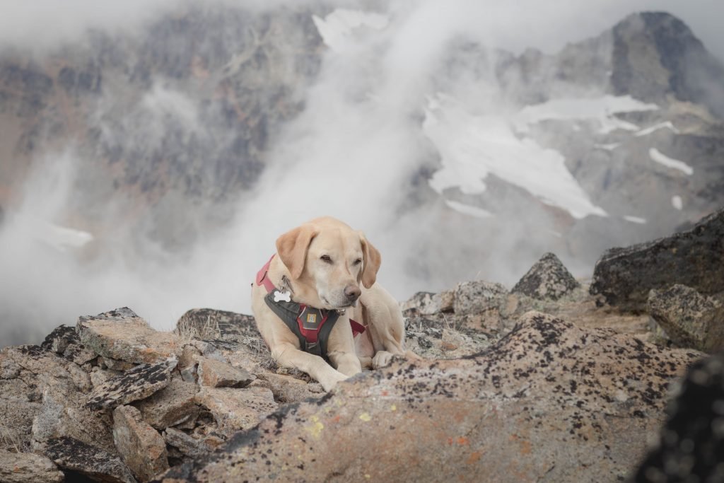 Summit dogs on Corteo Peak