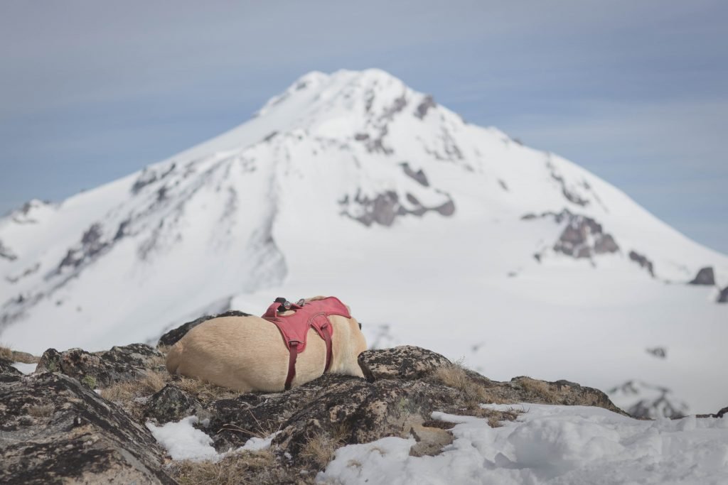 Summit dogs on Kololo Peaks