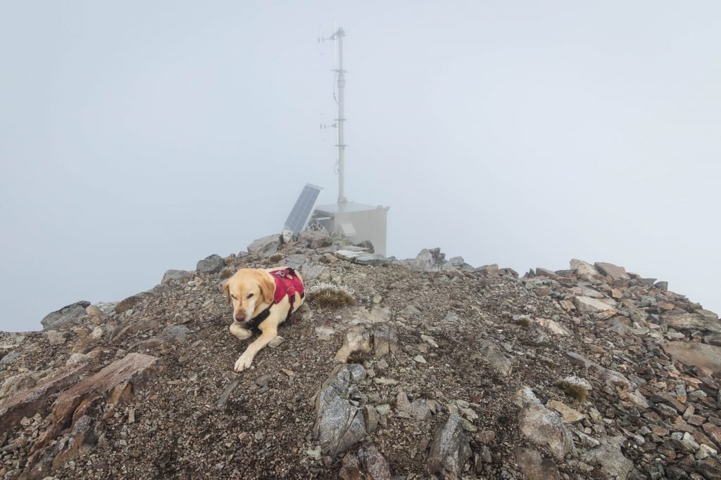 Summit dogs on McGregor Mountain