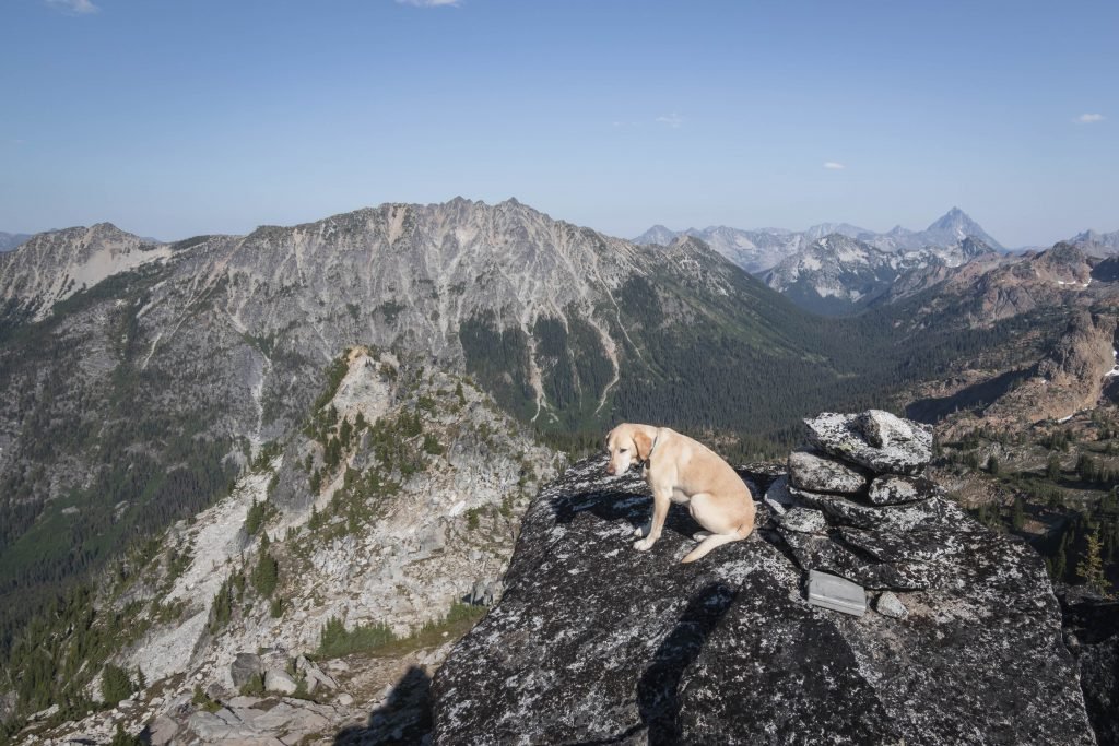 Summit dogs on Sherpani Peak