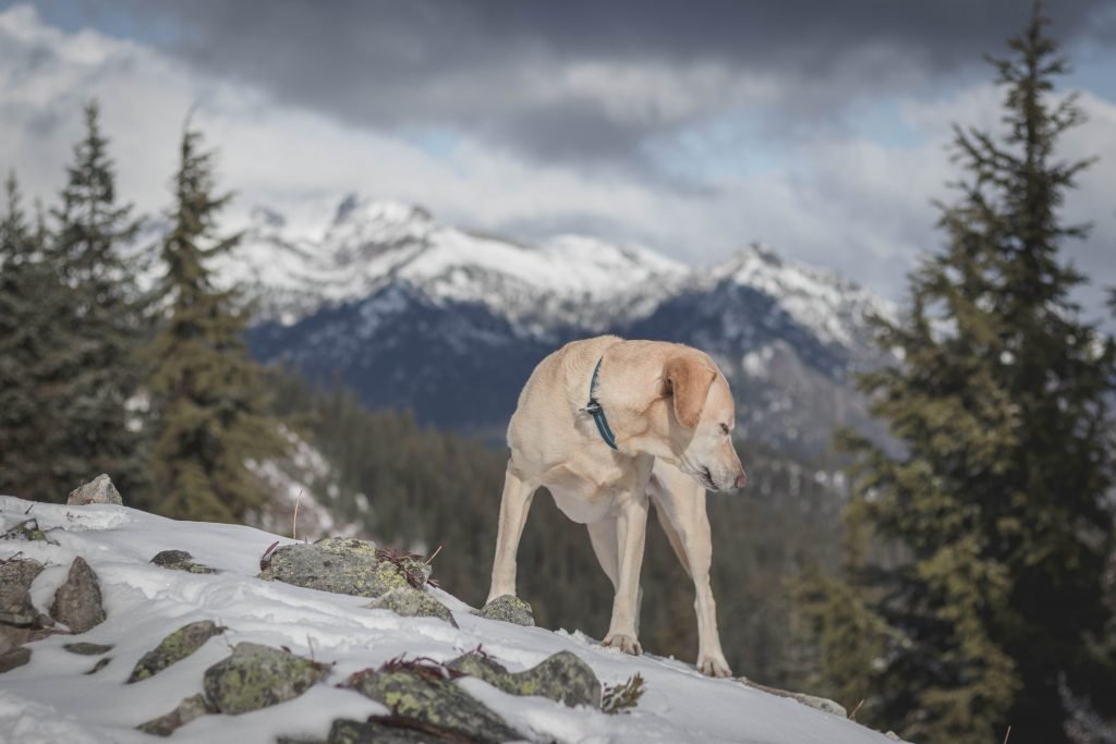 Summit dogs on Polallie Ridge