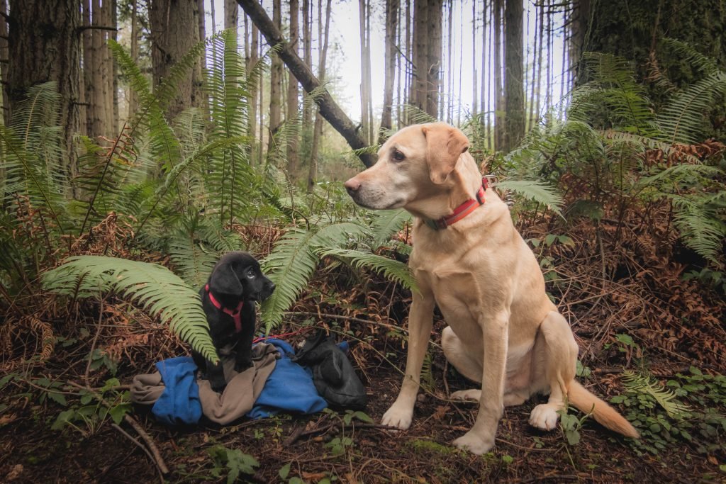 Summit dogs on Camano Ridge Trail
