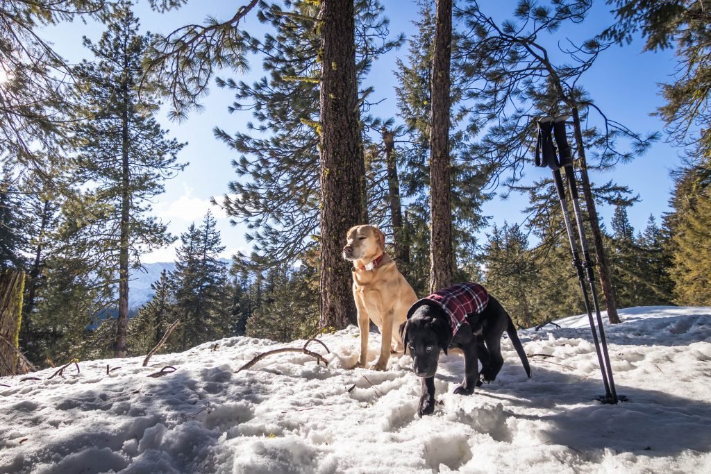 Summit dogs on Plain Ridge
