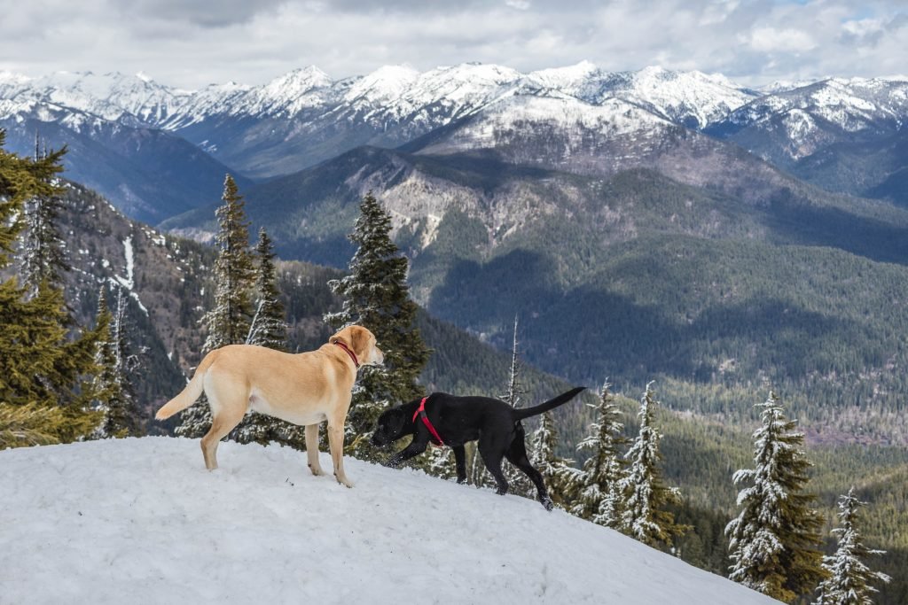 Summit dogs on Catkin Peak