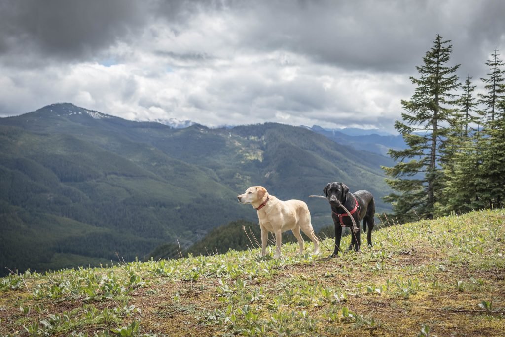 Summit dogs on Dandy Peak