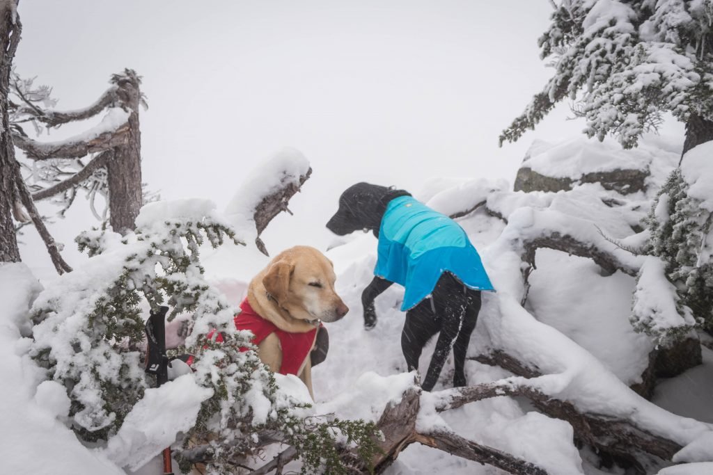 Summit dogs on Alaska Mountain