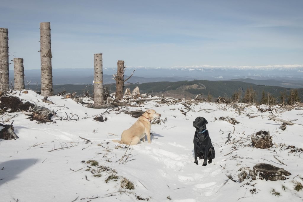 Summit dogs on Larch Mountain