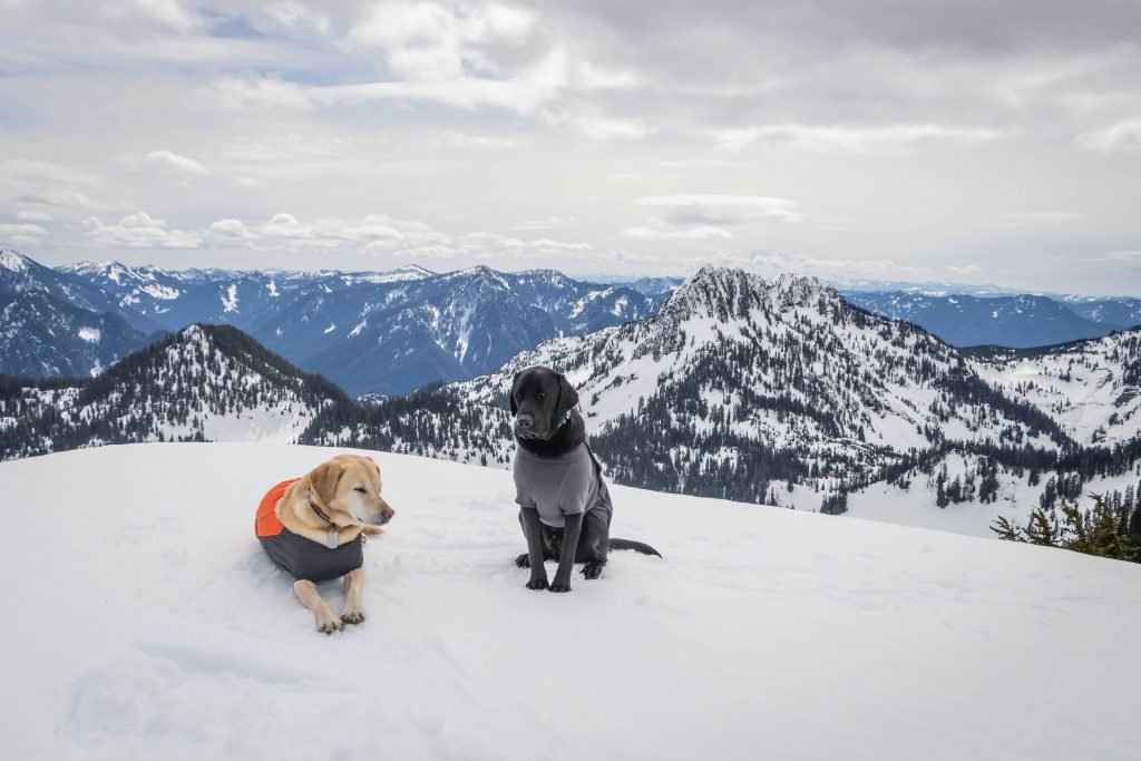 Summit dogs on Paperboy