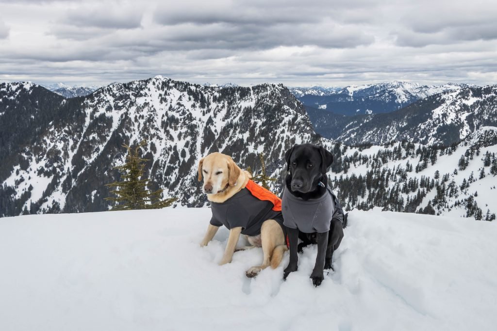Summit dogs on Boomerang