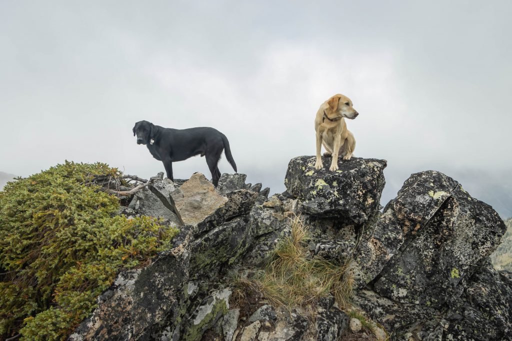 Summit dogs on Anthem Peak