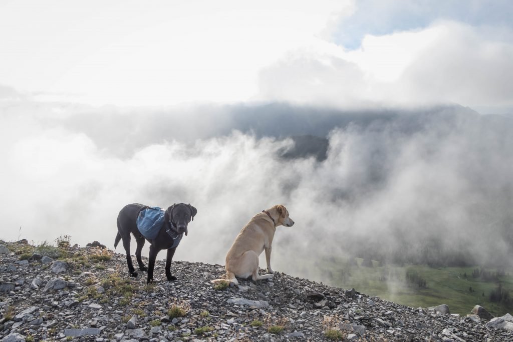 Summit dogs on Slate Peak