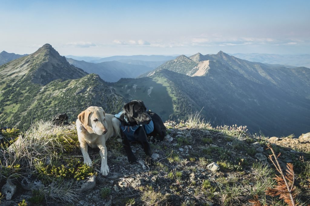 Summit dogs on Powder Mountain