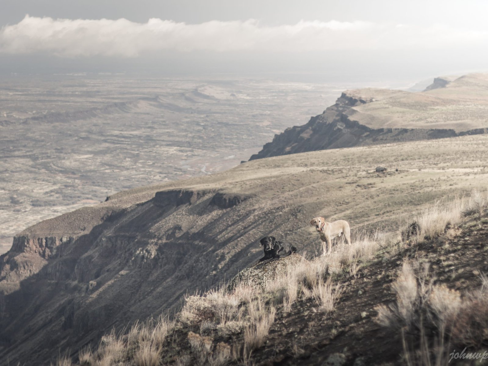 Summit dogs on Sentinel Mountain