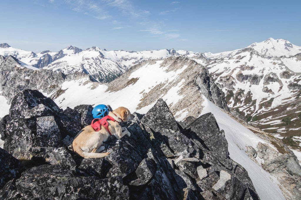 Summit dogs on Mount Berge