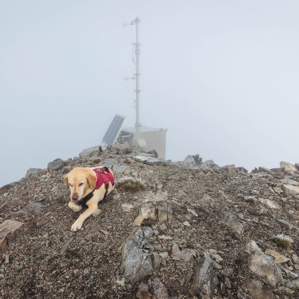 Summit dogs on McGregor Mountain