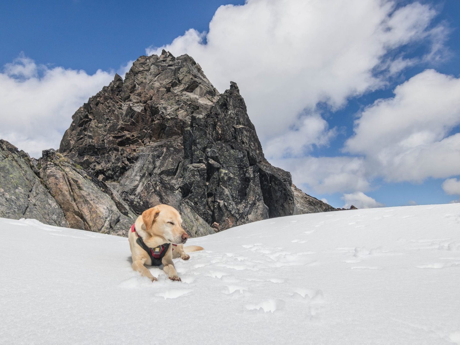 Summit dogs on Spire Point
