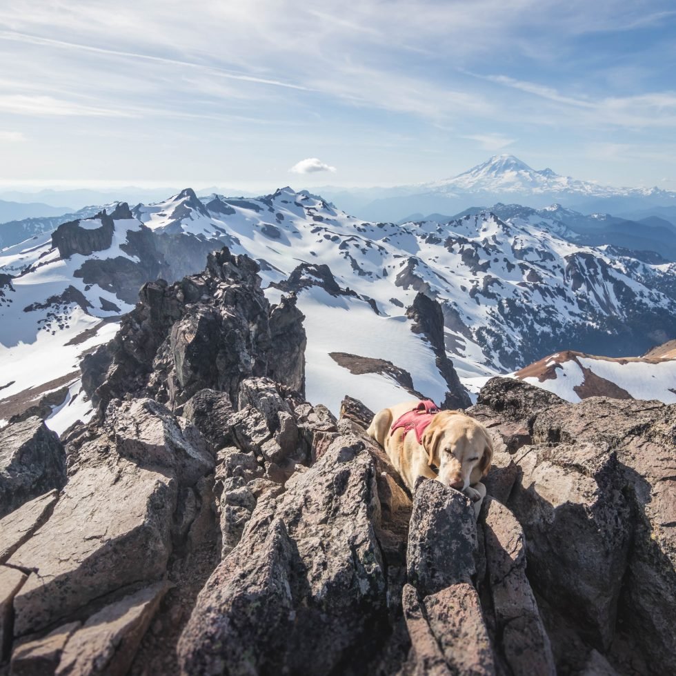 Summit dogs on Gilbert Peak