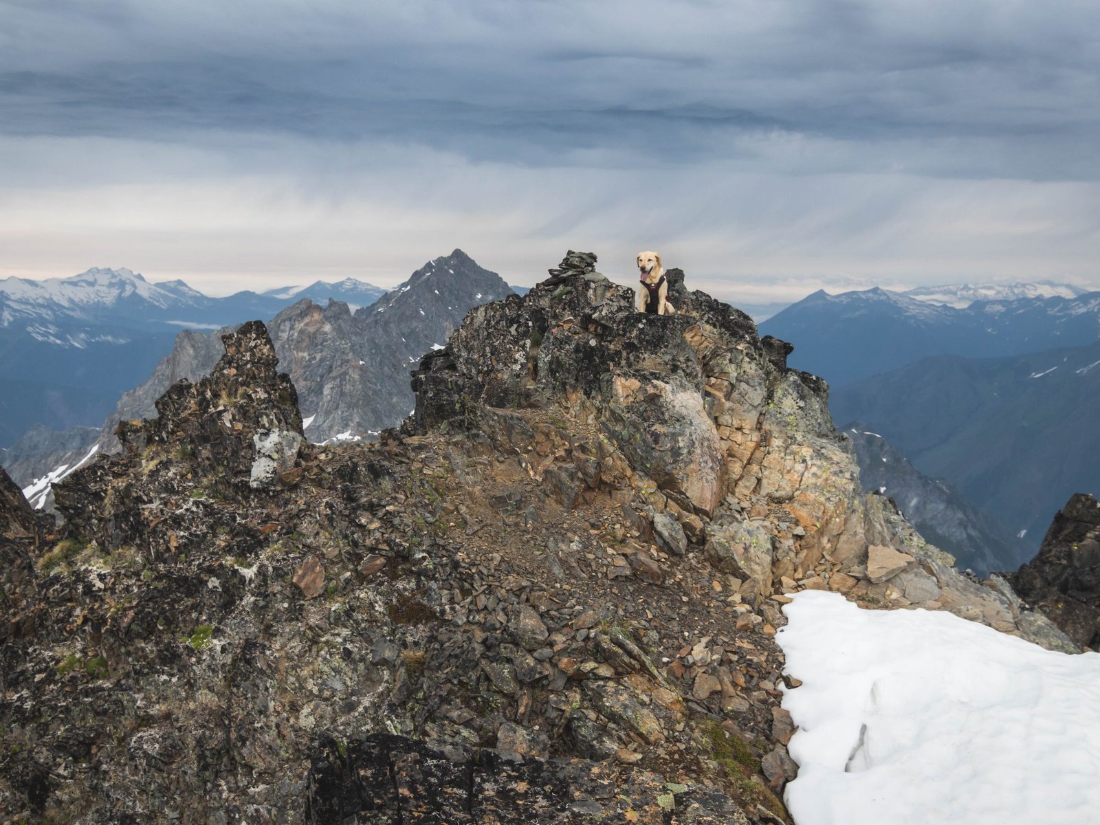 Summit dogs on Spider Mountain