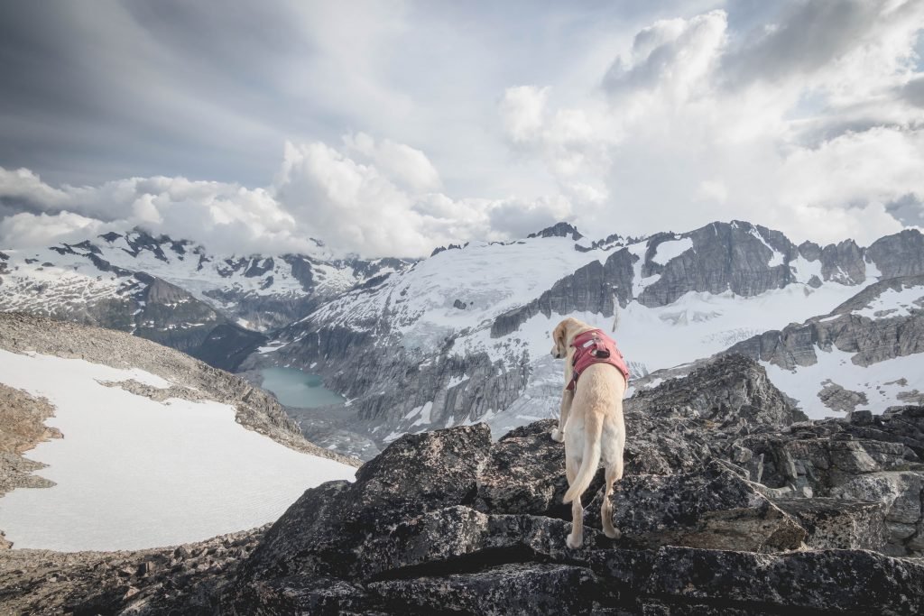 Summit dogs on Tricouni Peak