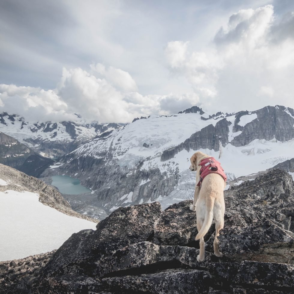 Summit dogs on Tricouni Peak