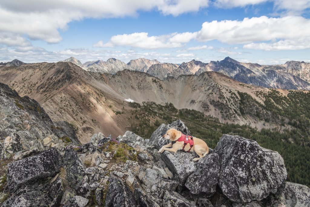 Summit dogs on Wildcat Mountain