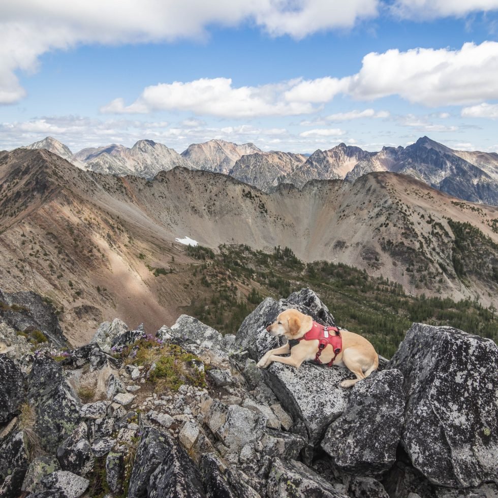 Summit dogs on Wildcat Mountain