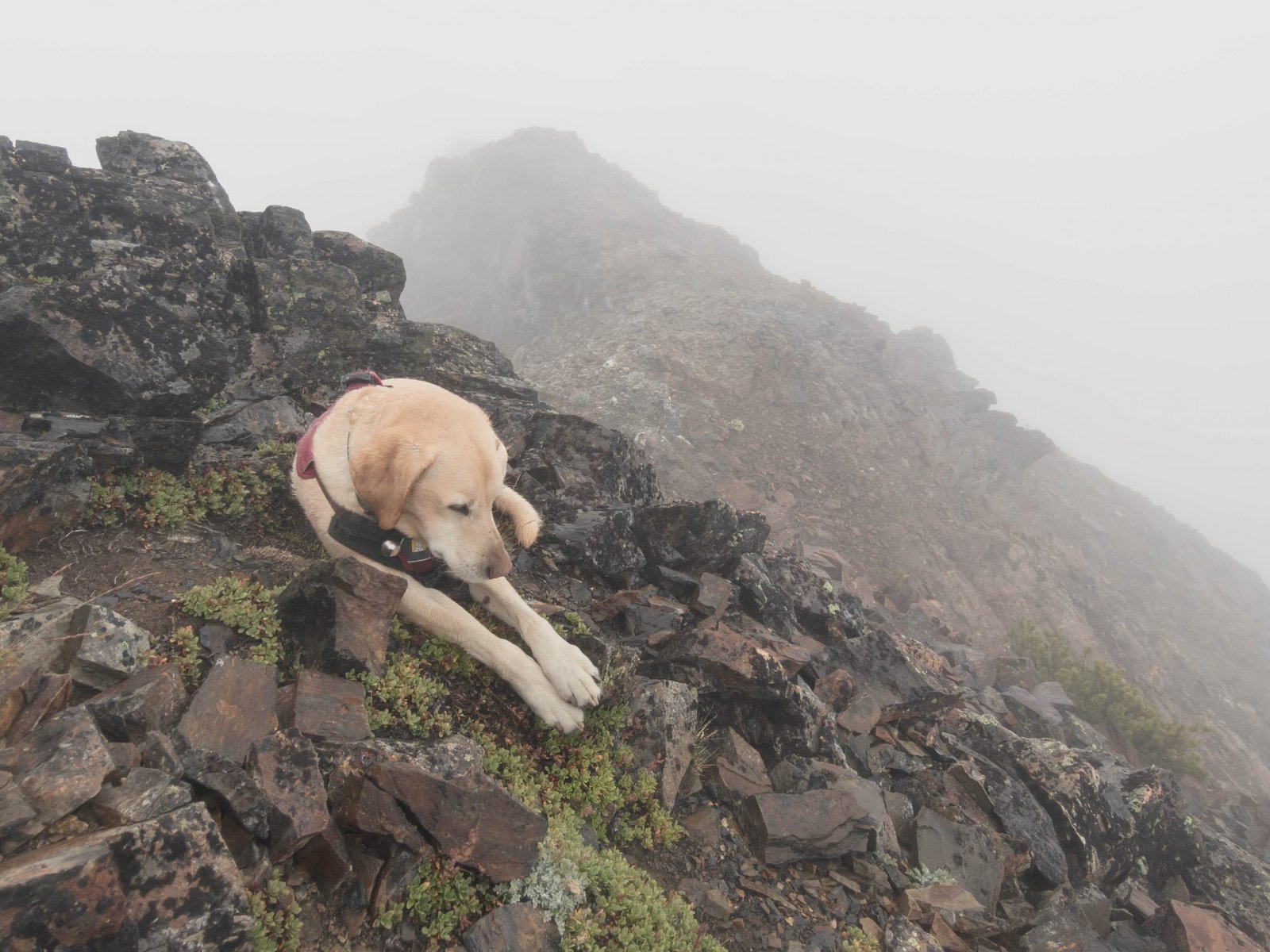 Summit dogs on Snowgrass Mountain