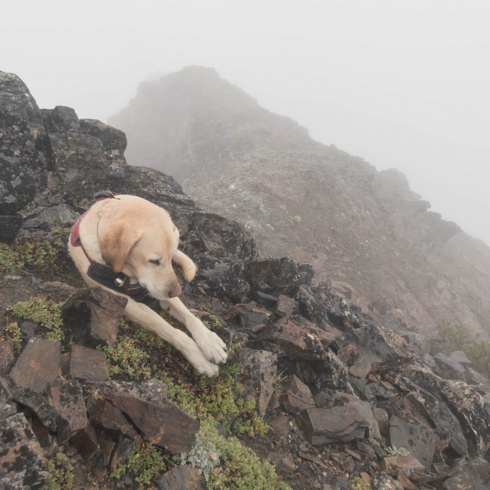 Summit dogs on Snowgrass Mountain
