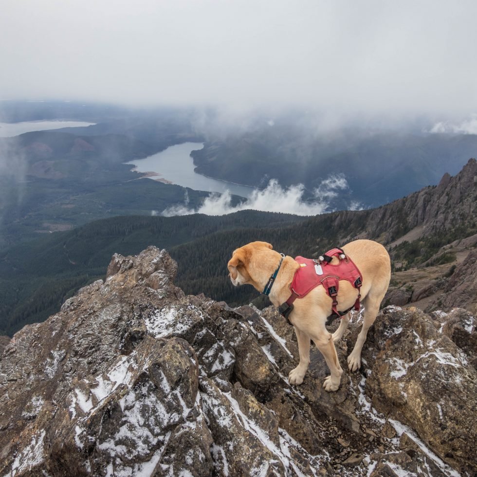 Summit dogs on Mount Washington
