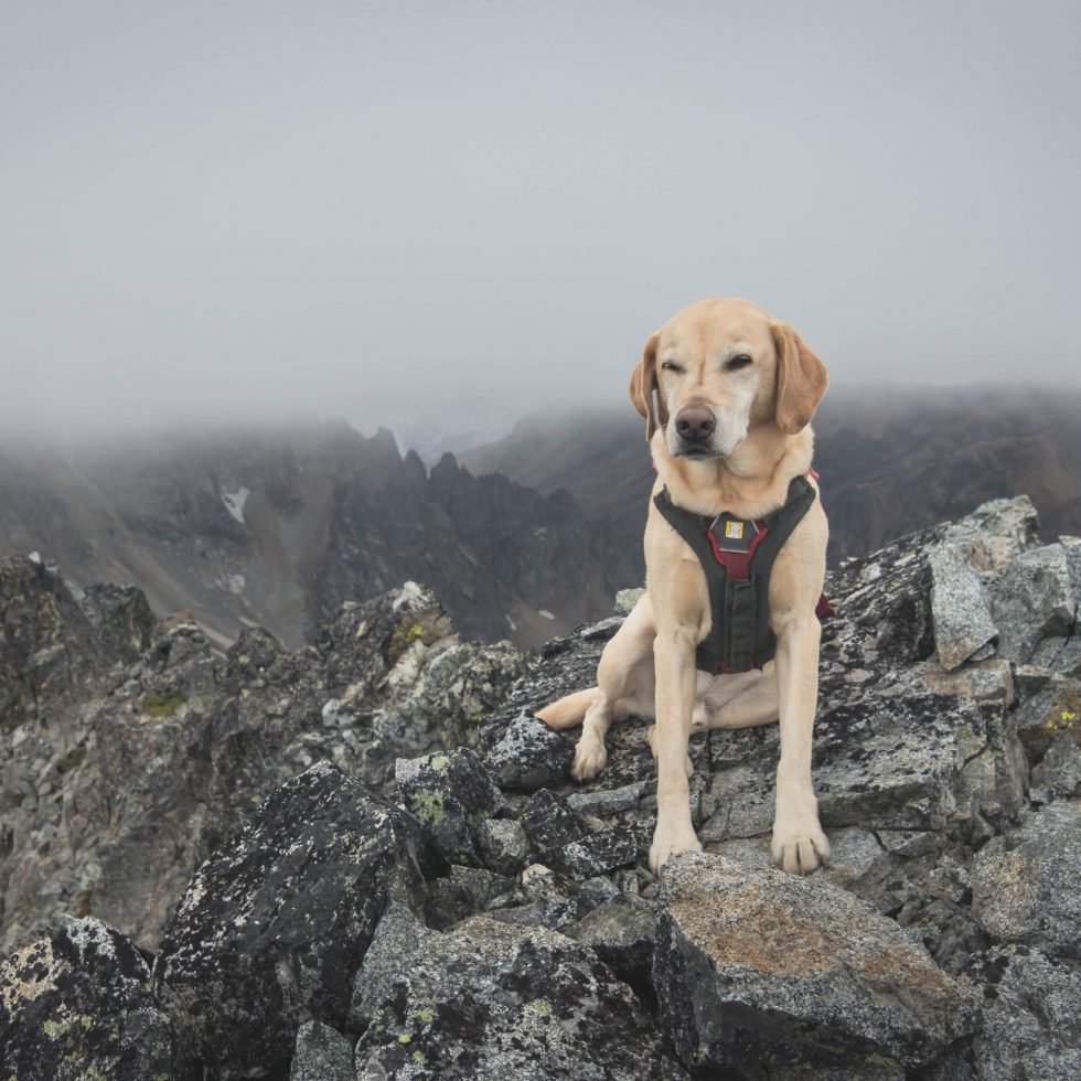Summit dogs on Bearcat Ridge