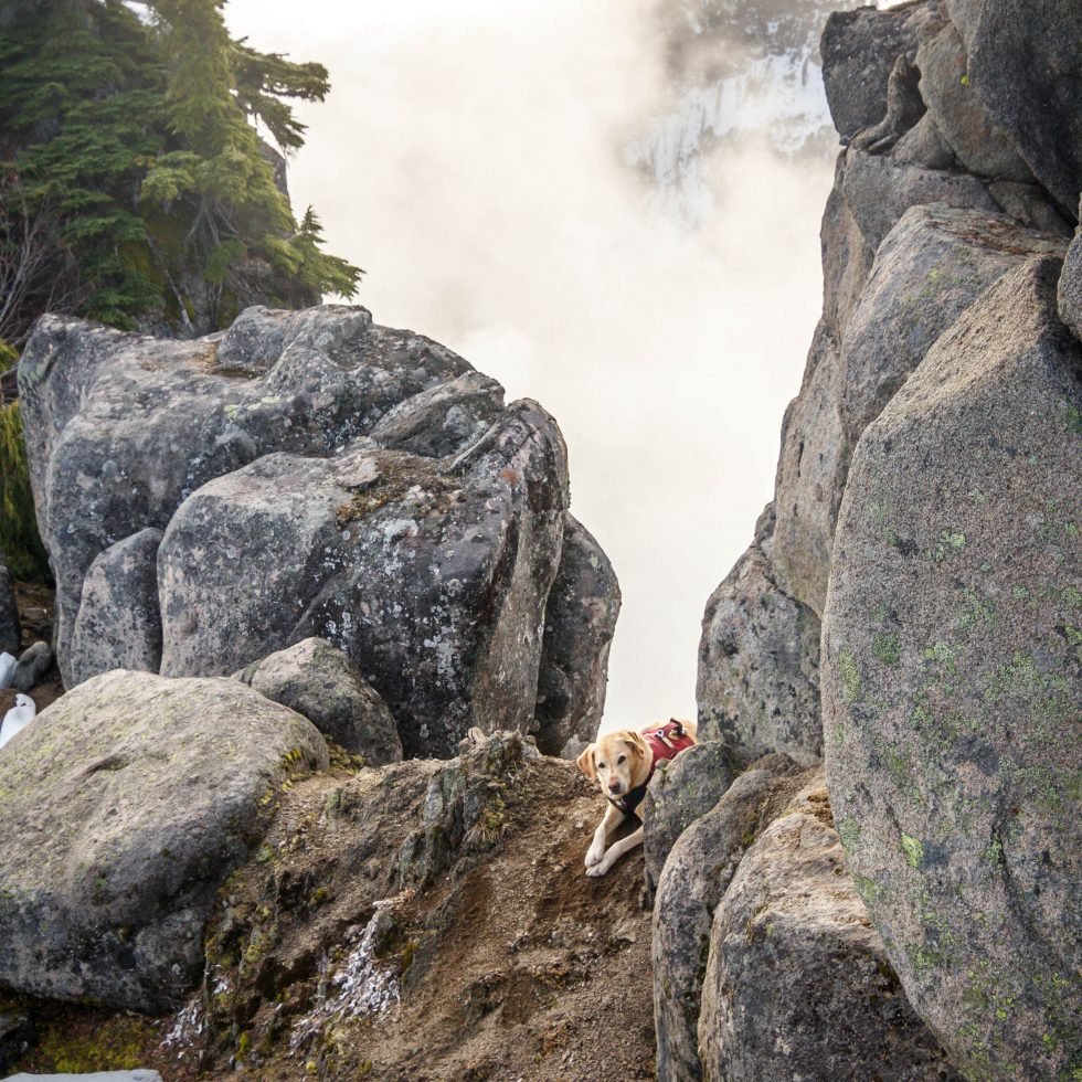 Summit dogs on Goblin Mountain