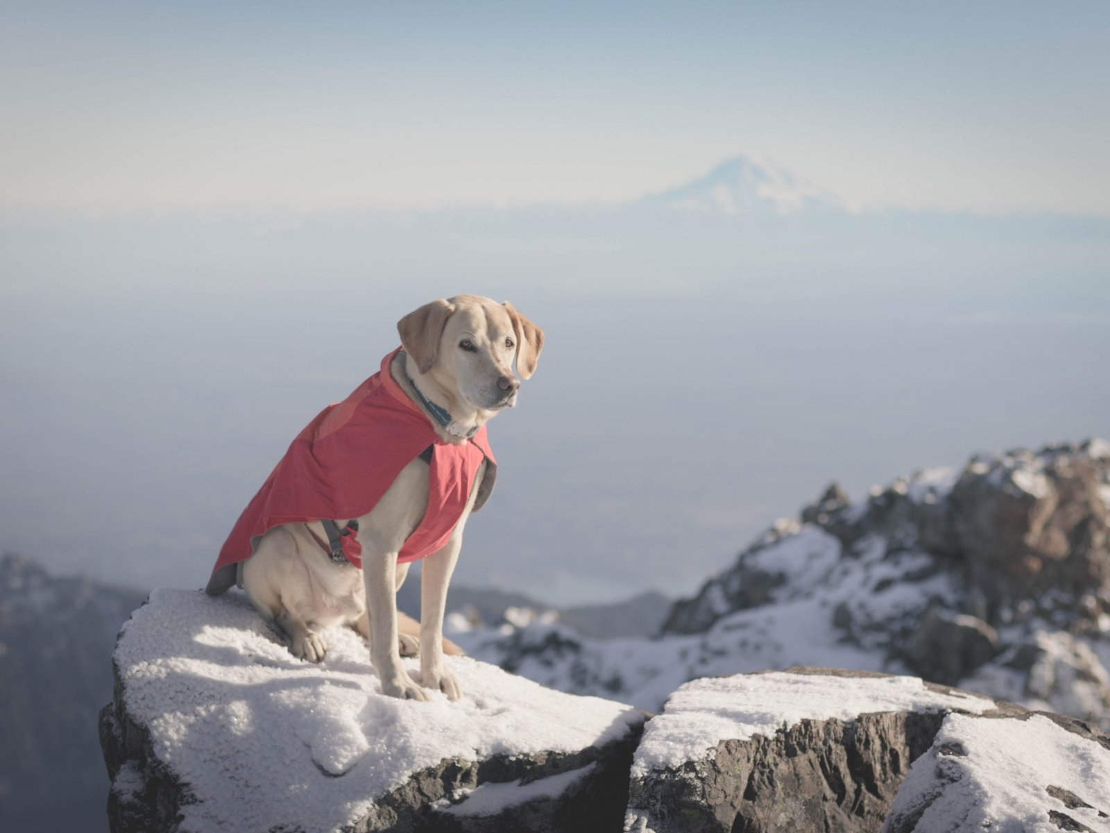 Summit dogs on The Brothers