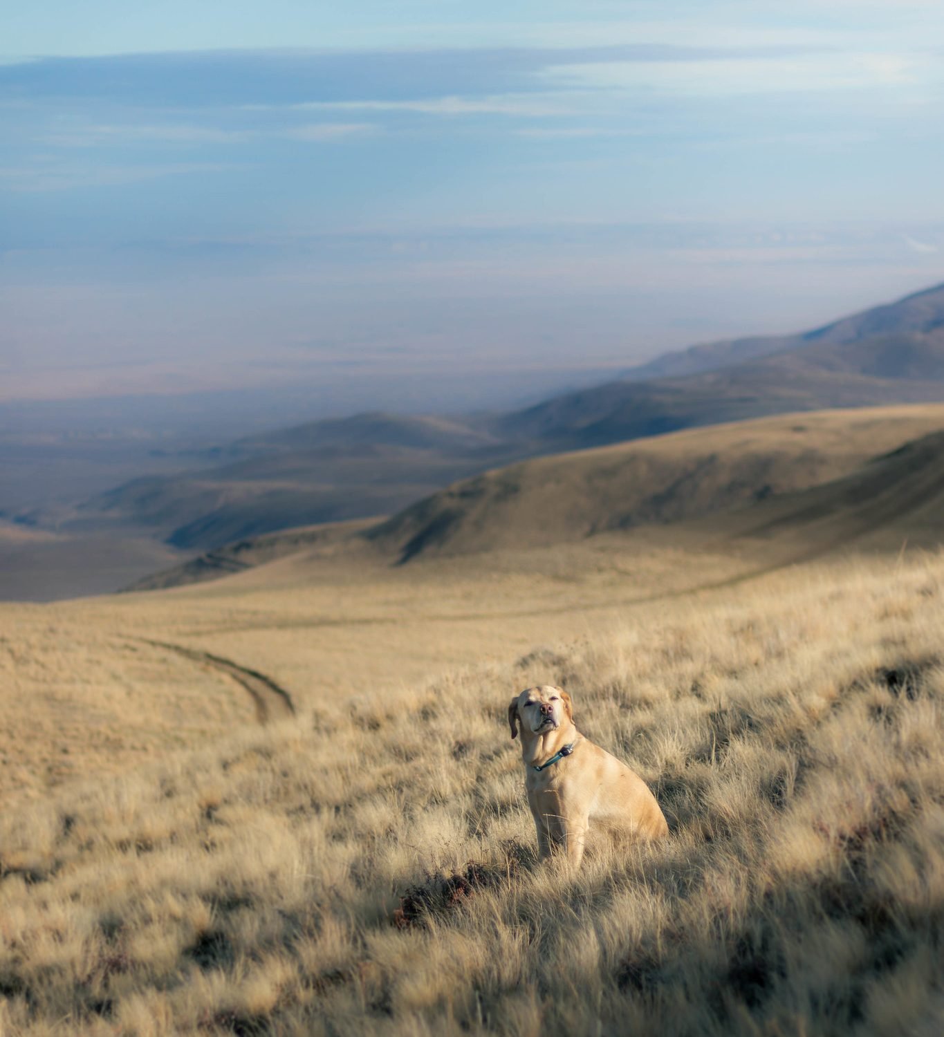 Desert dogs on Rattlesnake Hills Lookout