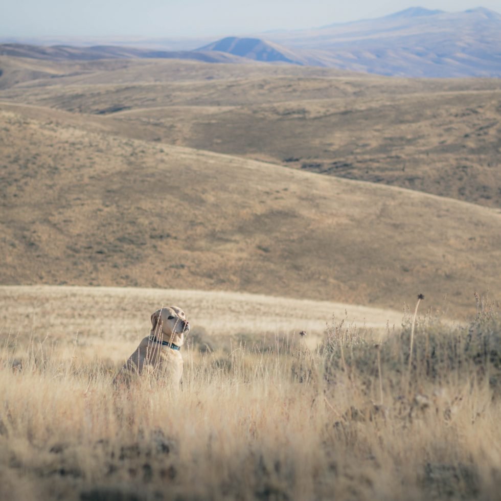 Desert dogs on Rattler Benchmark