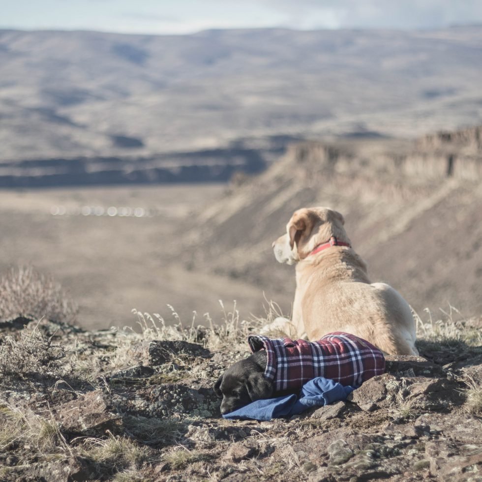 Desert dogs in Frenchman Coulee