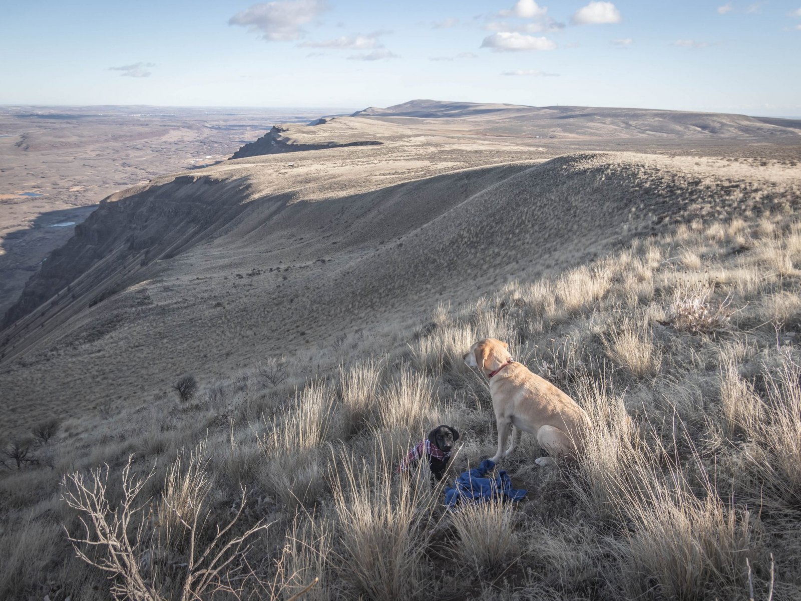 Desert dogs on Sentinel Mountain