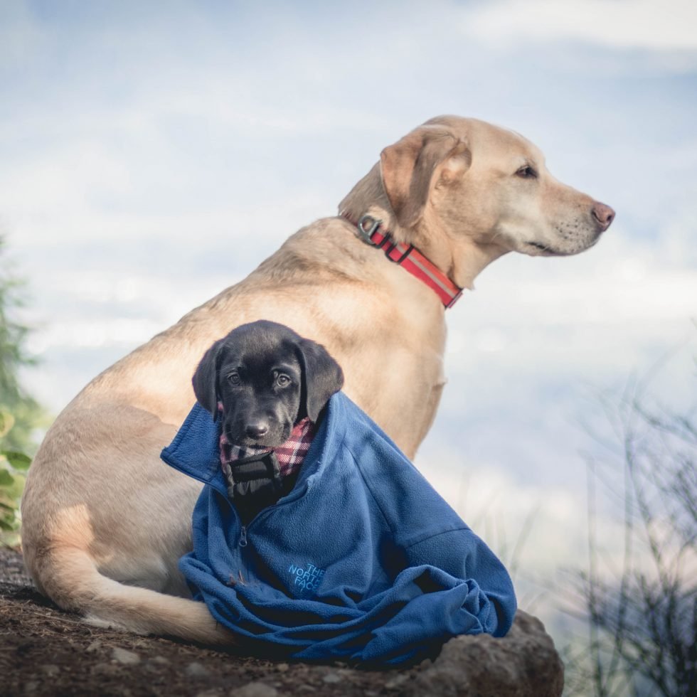 Summit dogs on Cedar Butte