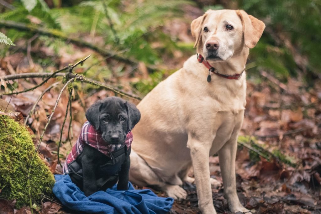 Summit dogs in Lord Hill Regional Park