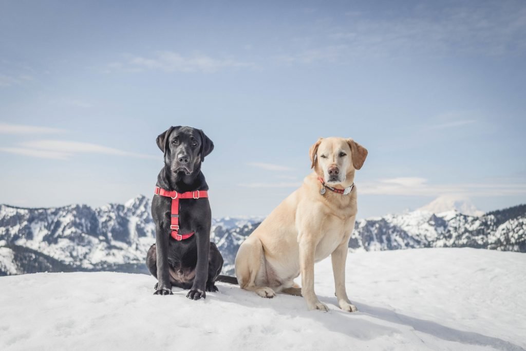 Summit dogs on Fools Day Peak