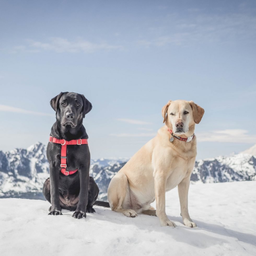 Summit dogs on Fools Day Peak
