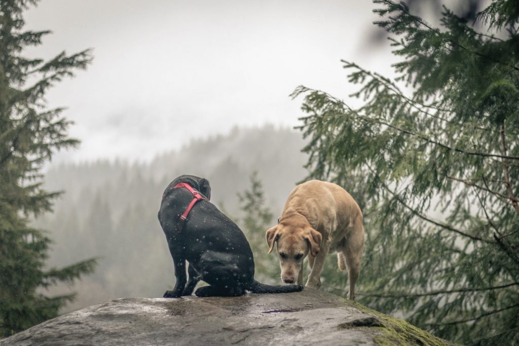 Summit dogs on Chuckanut Mountain North