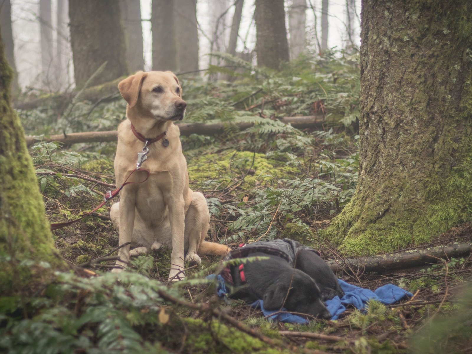 Summit dogs on Galbraith Mountain