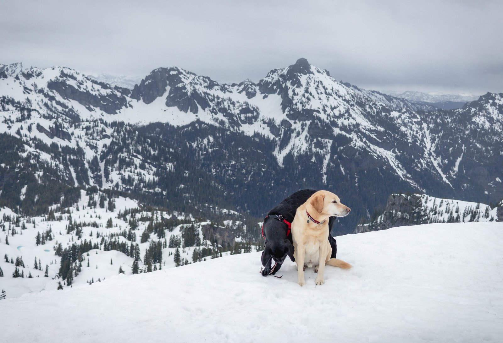 Summit dogs on Rampart Ridge