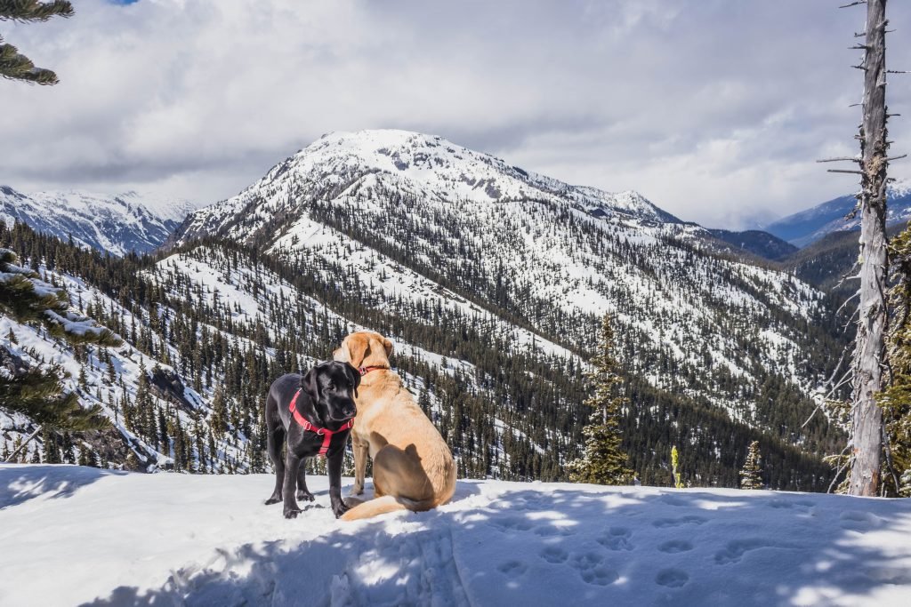 Summit dogs on McCall Mountain