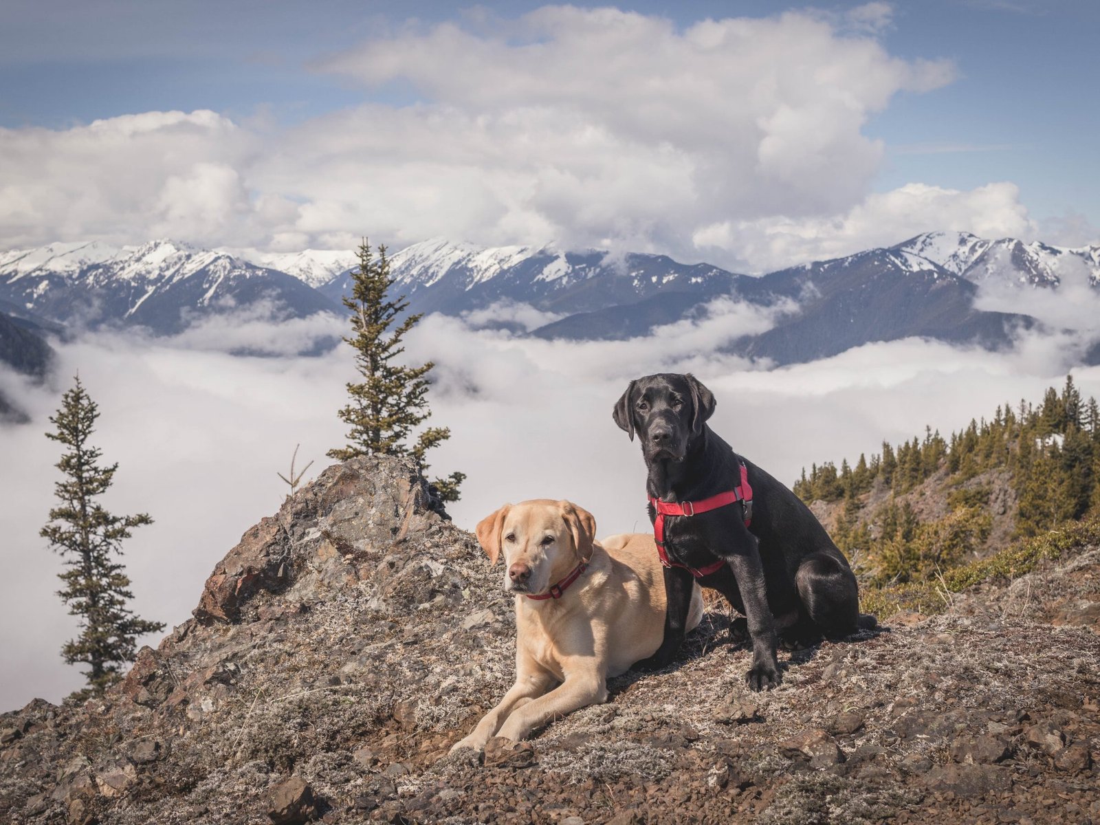 Summit dogs on Maynard Peak