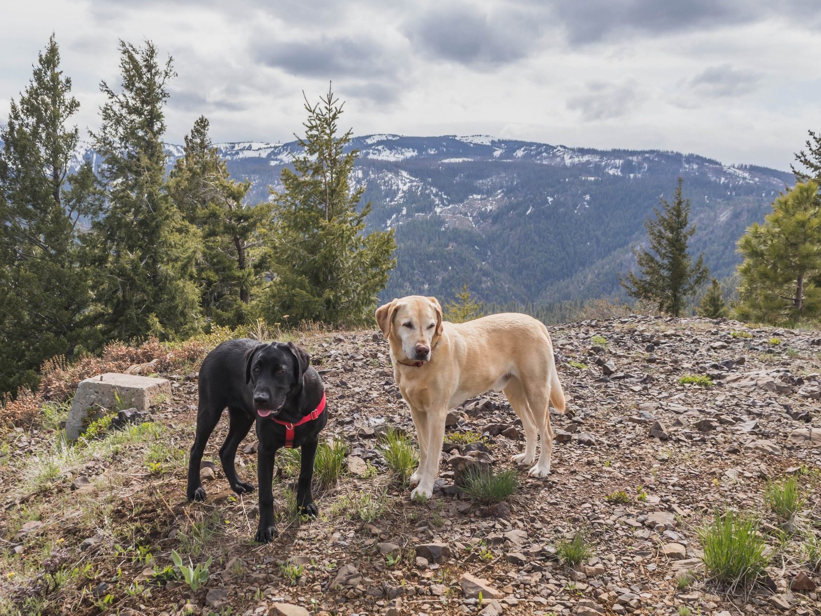 Summit dogs on Beehive Mountain