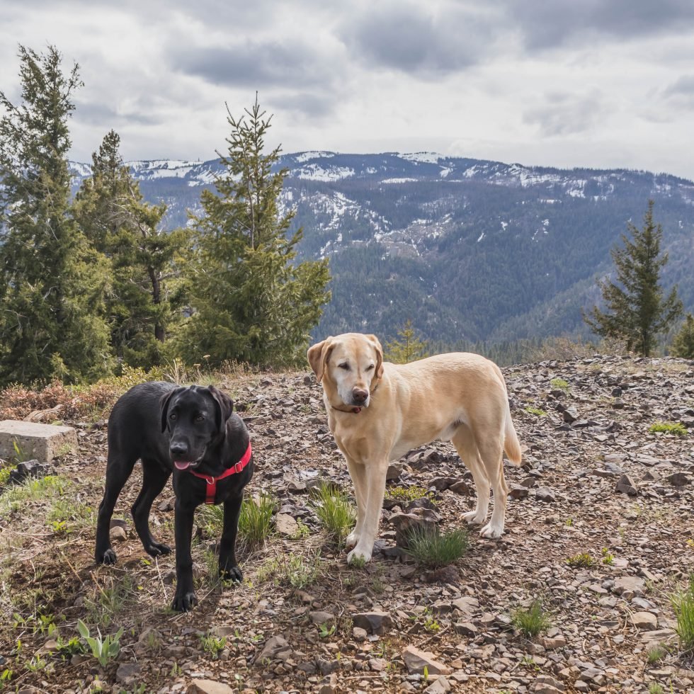 Summit dogs on Beehive Mountain