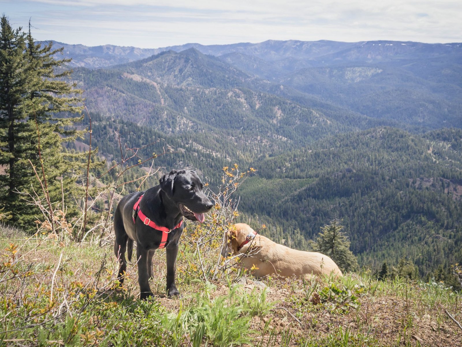 Summit dogs on Teanaway Ridge