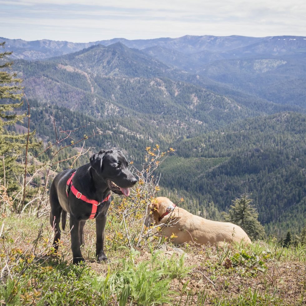 Summit dogs on Teanaway Ridge