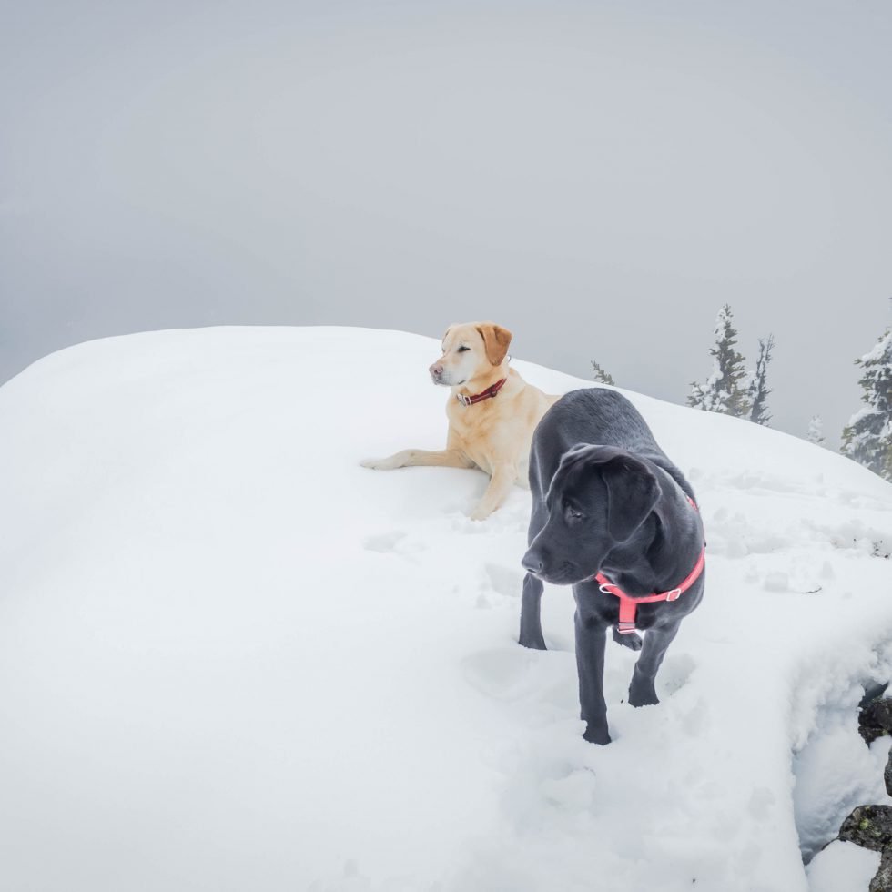 Summit dogs on Nasikelt Peak